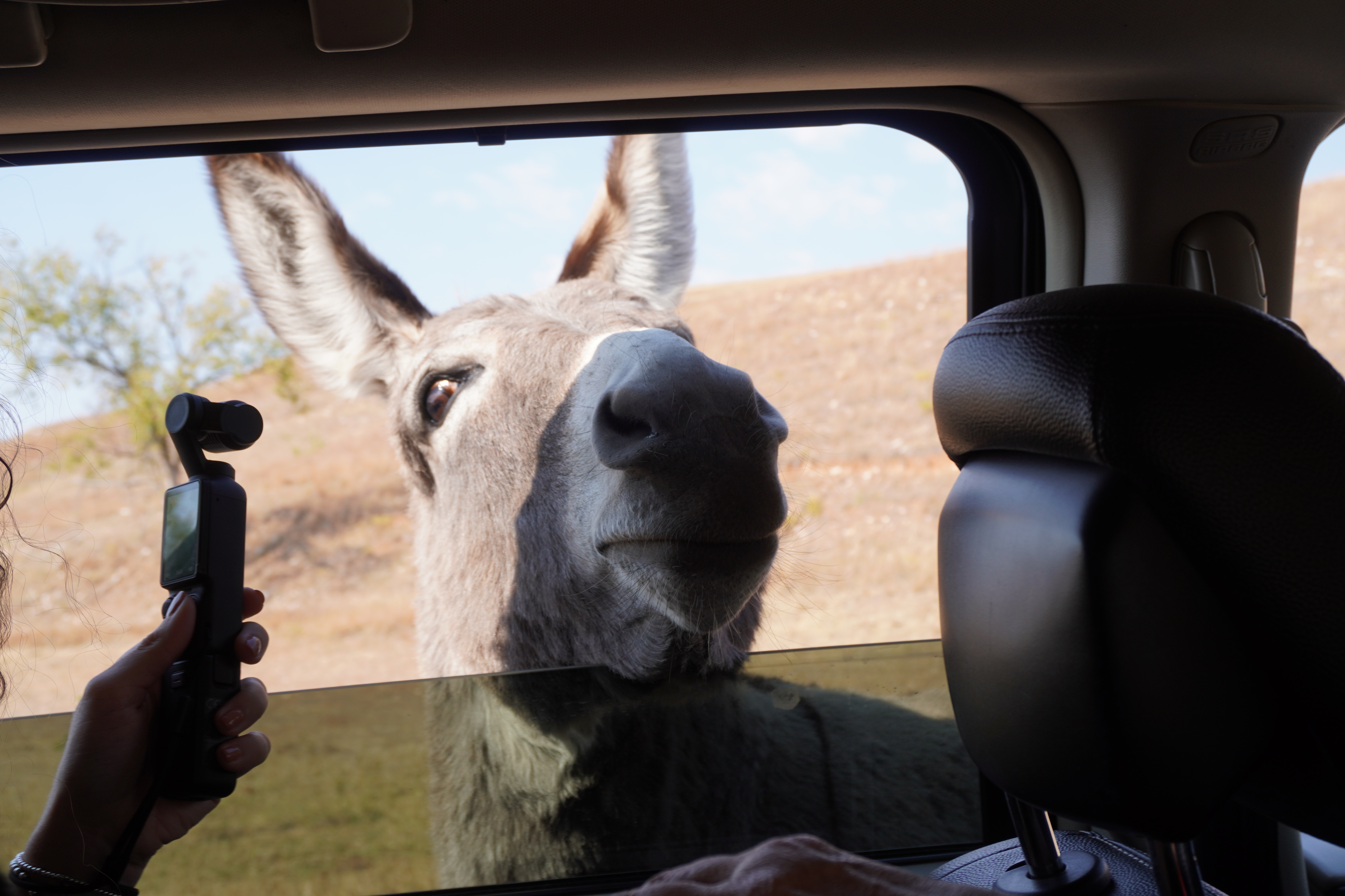 Cheeky Donkey wants your apples! Come see this cutie in Custer Wildlife loop.